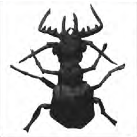 Manticora tiger beetle