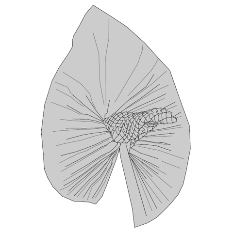 Anthurium