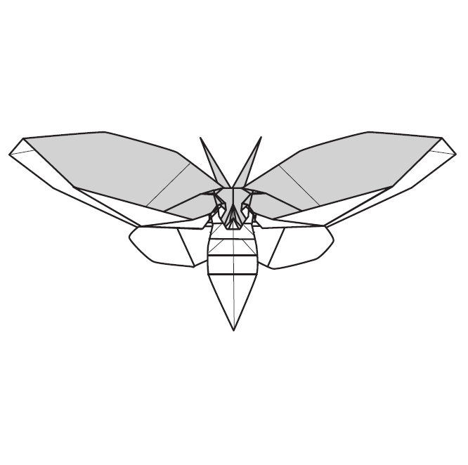 Acherontia lachesis