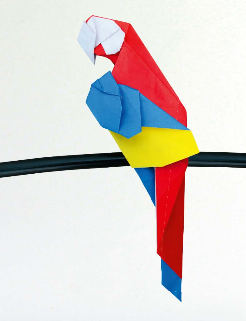 Scarlet macaw