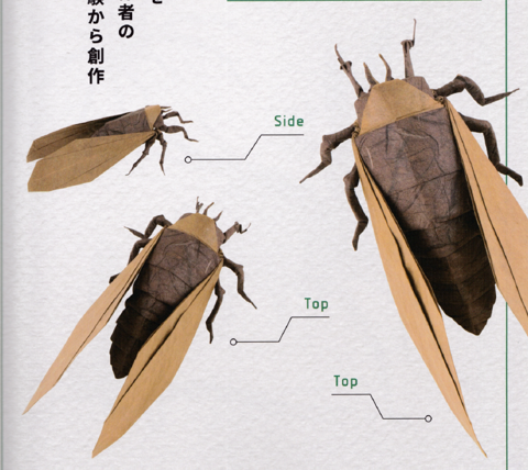 Cicada - Shizuoka