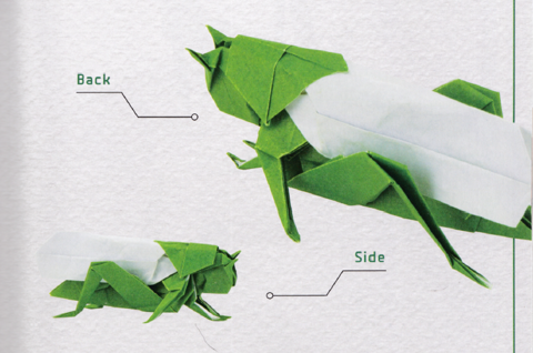 Asiatic locust