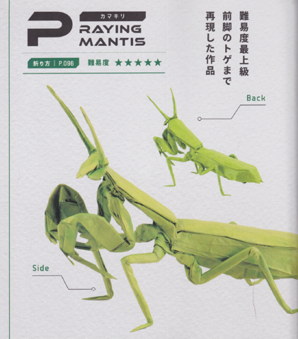 Praying mantis