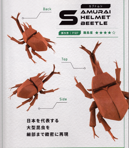 Samurai helmet beetle