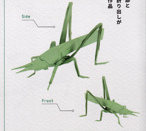 Longheaded locust