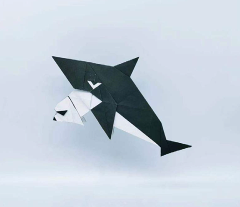 Killer whale hunting a seal