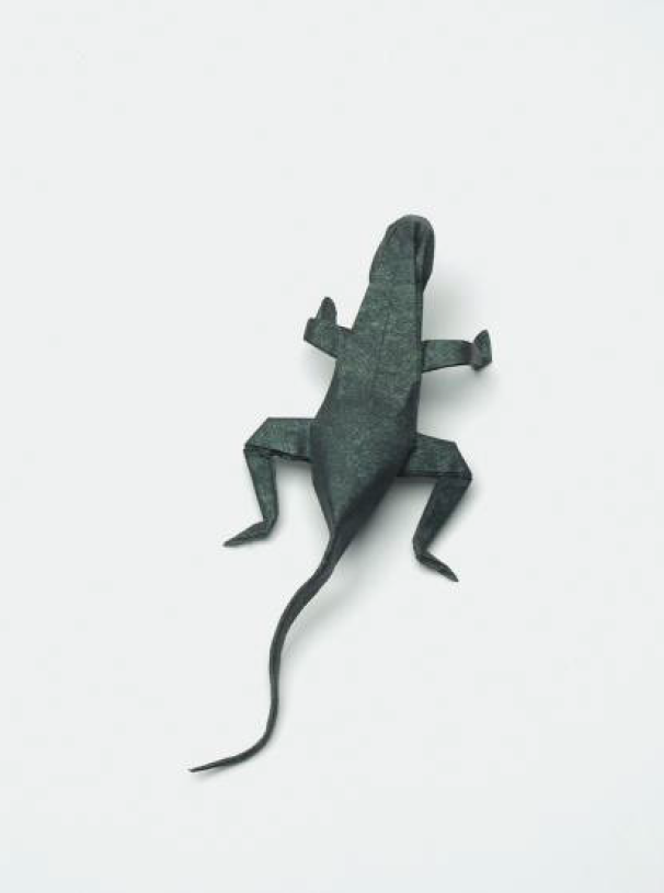 Lizard