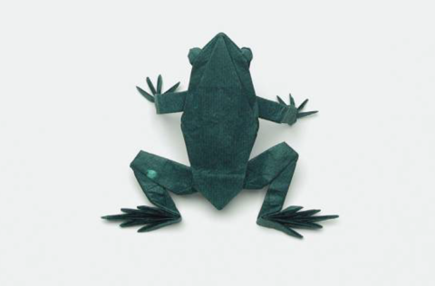 Tree frog
