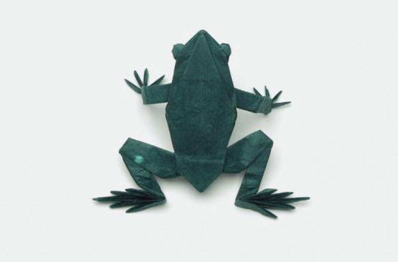 Tree frog