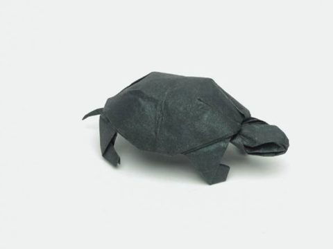 Turtle