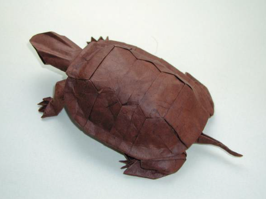 Western pond turtle