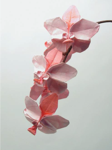 Orchid blossom