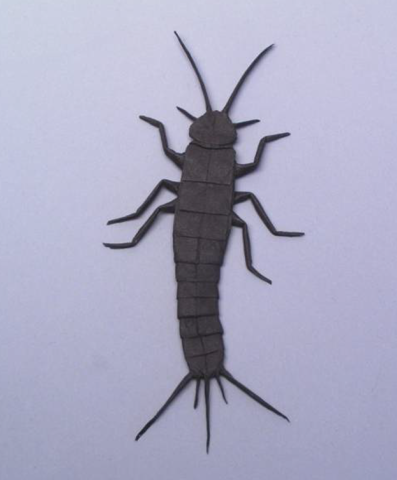 Silverfish