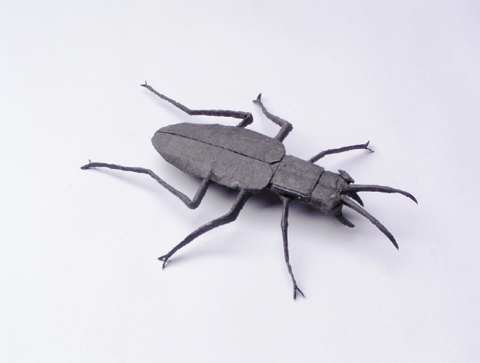 Salt creek tiger beetle