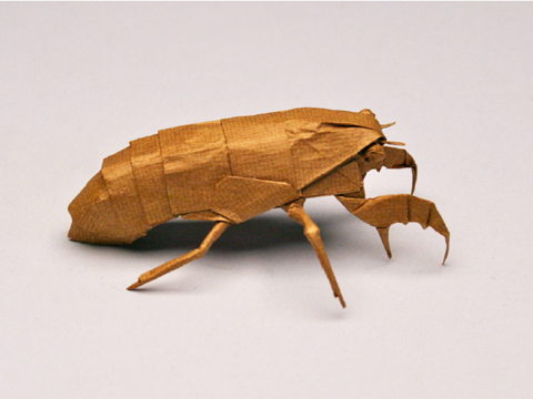 Cicada nymph