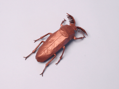 Euthysanius beetle