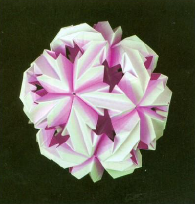 Chrysanthemum Leory
