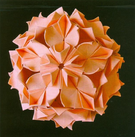 Camellia