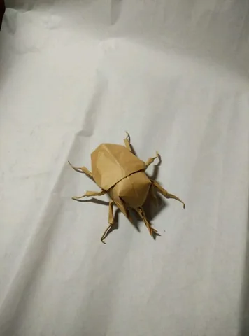 Acteon beetle