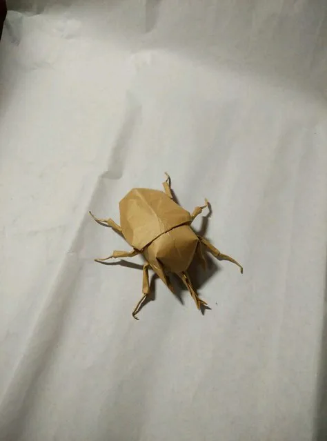 Acteon beetle