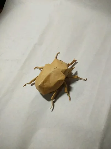 Acteon beetle