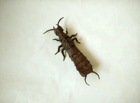 Earwig