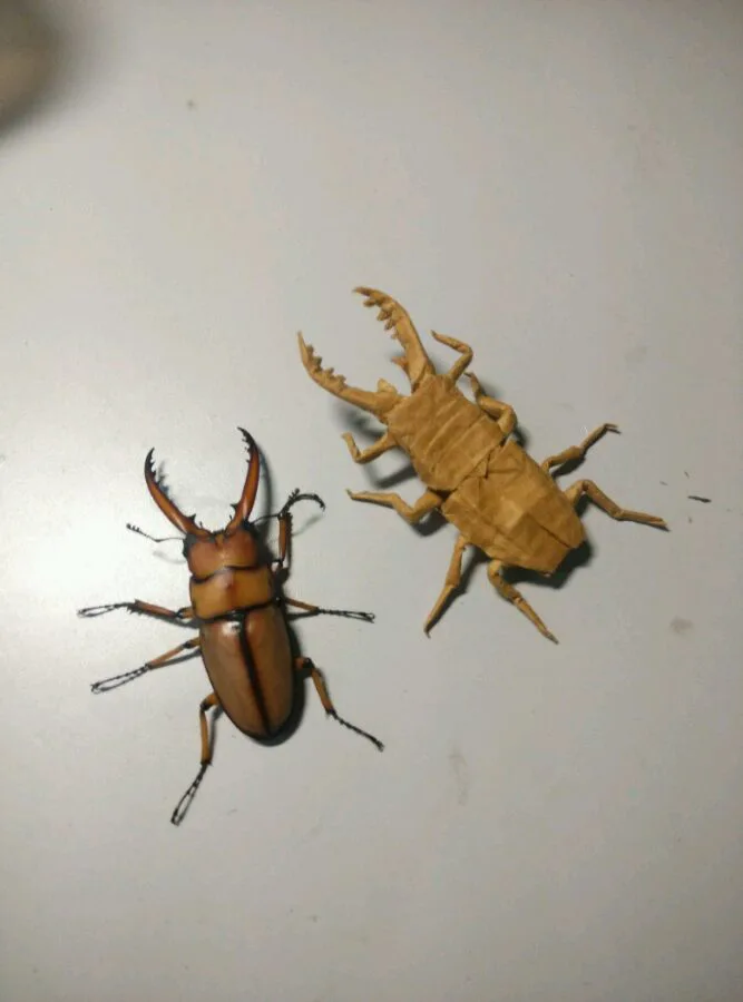 Stag beetle