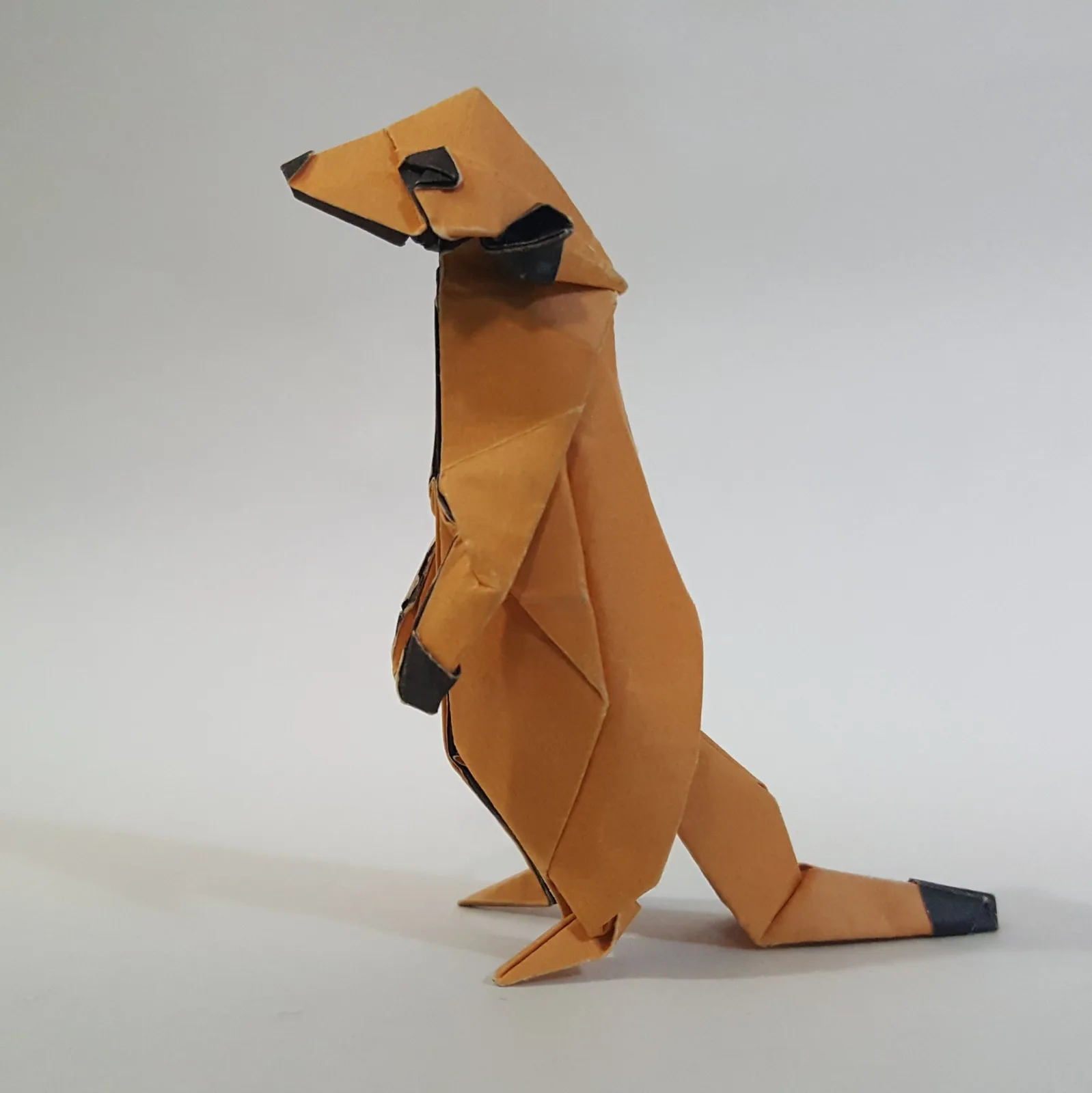 Meerkat