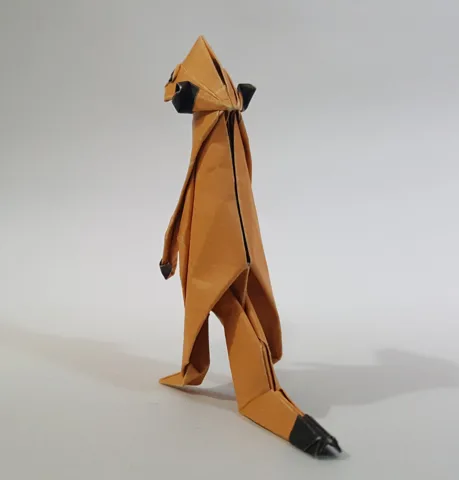 Meerkat