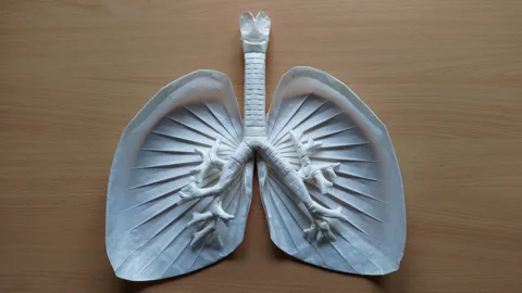 Lungs