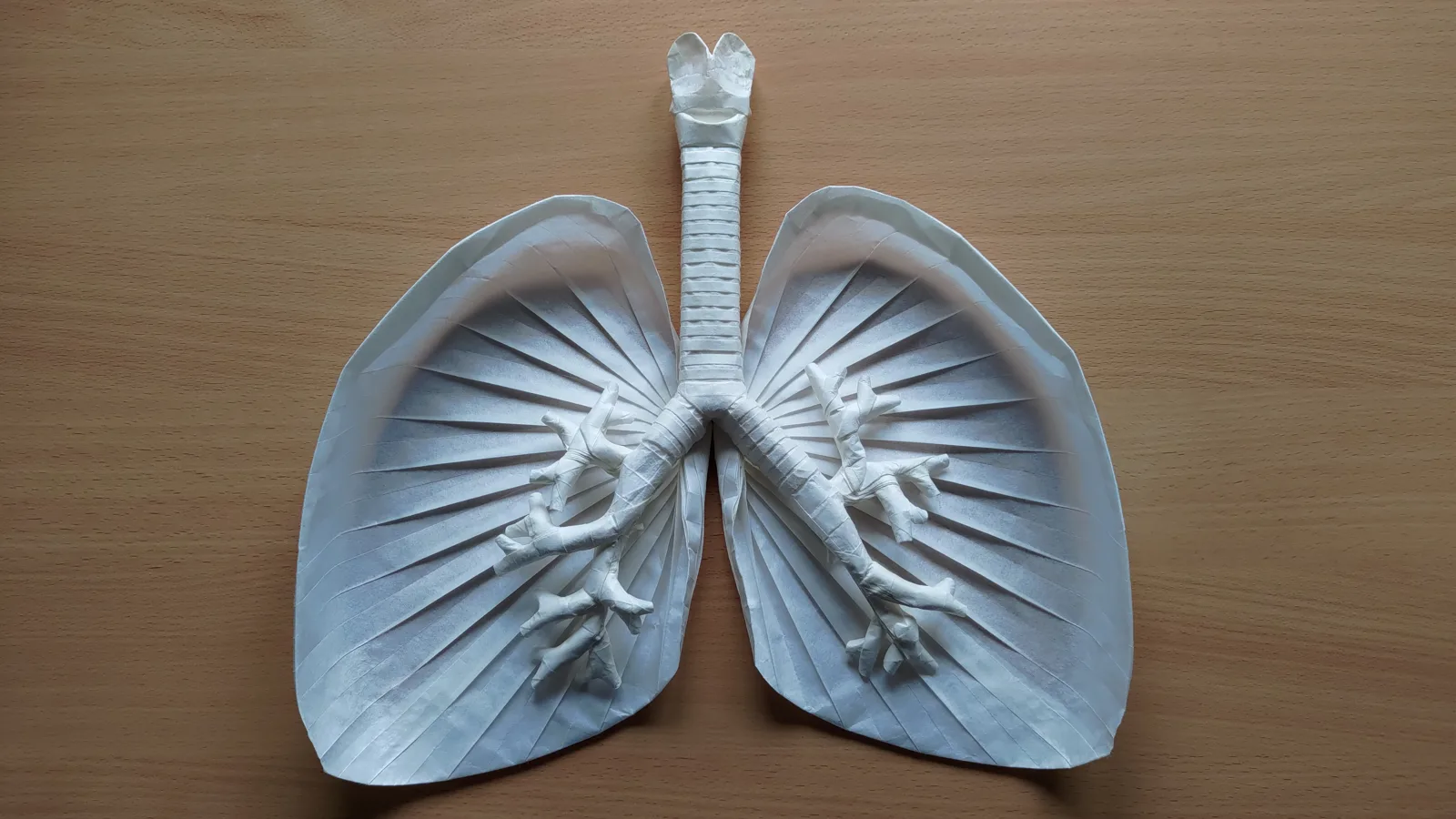 Lungs