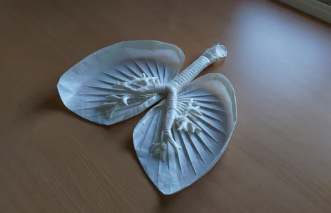Lungs