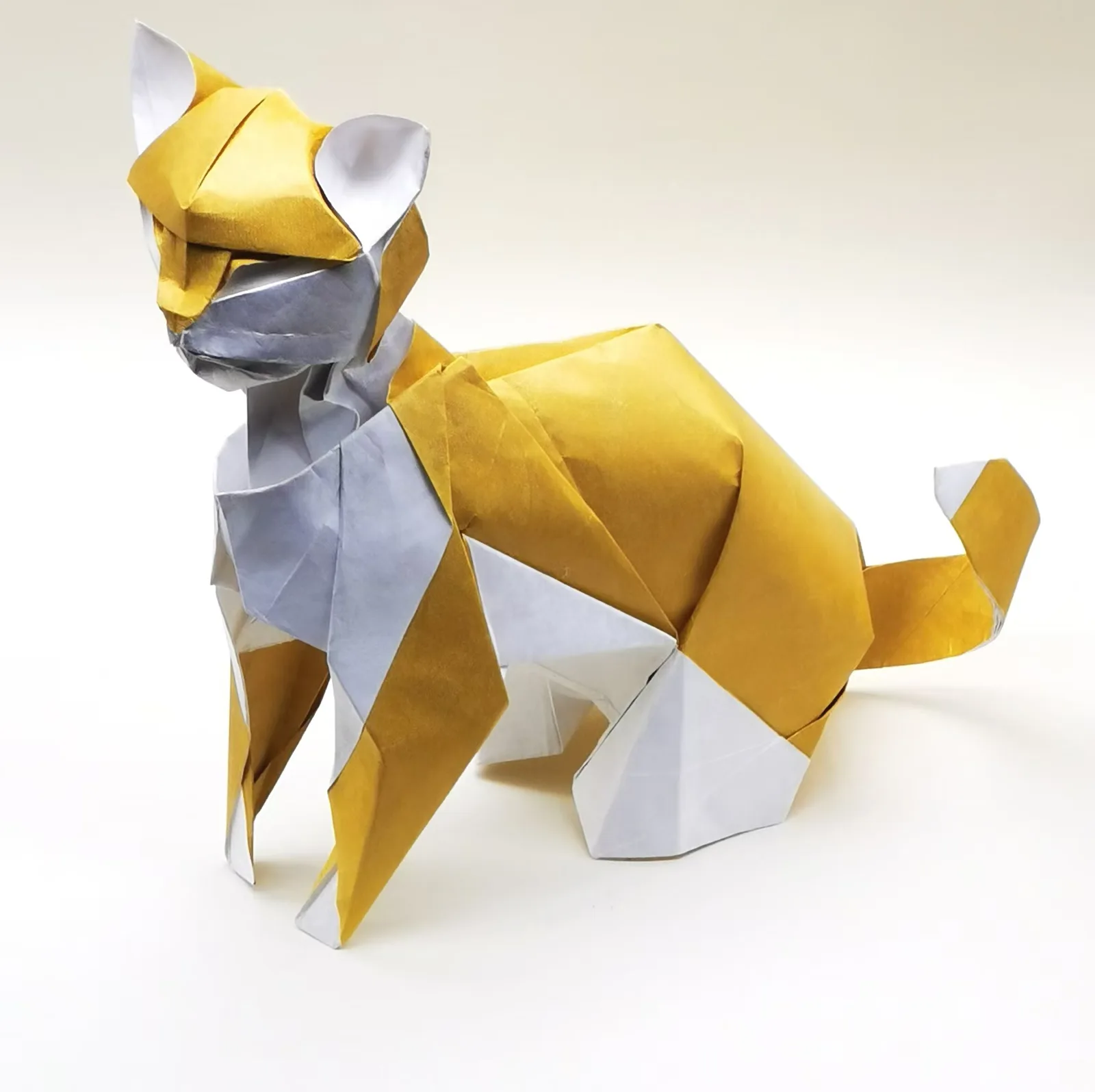 Cat 2024
