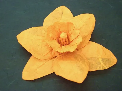 Daffodil