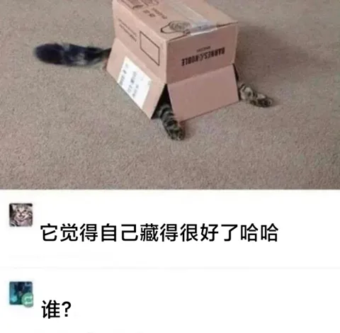 Cardboard Cat␠