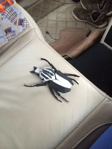 Goliath beetle