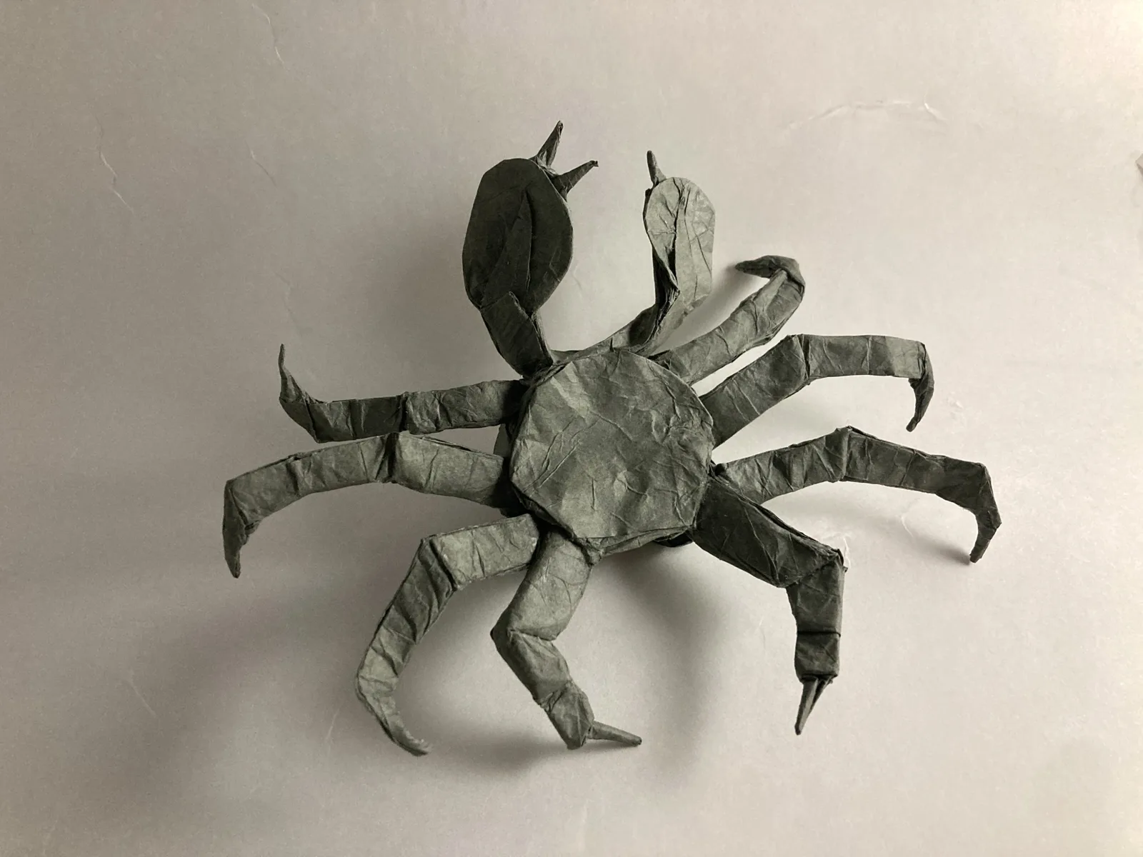 Chinese mitten crab