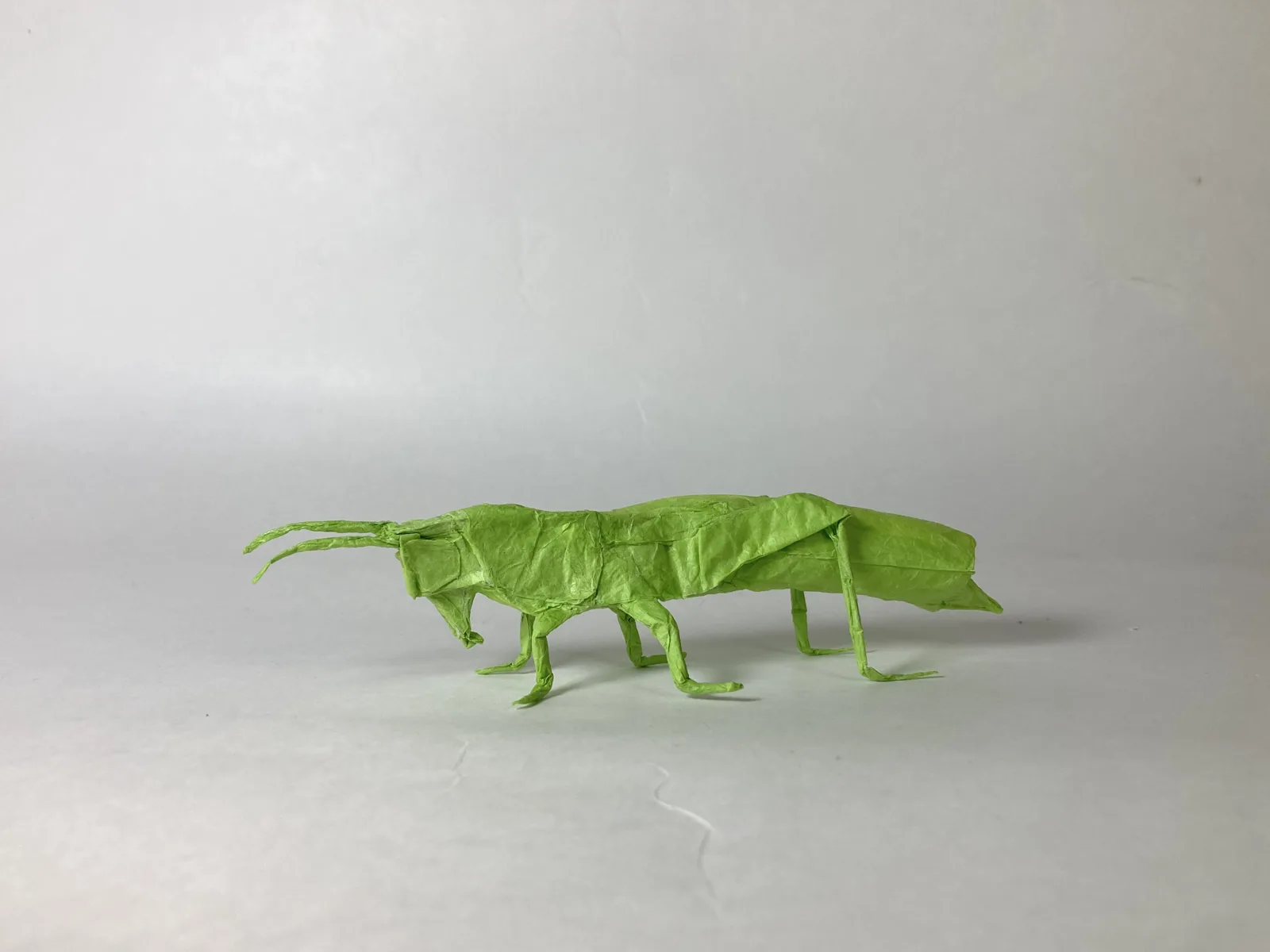 Grasshopper