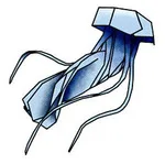 Cyanea