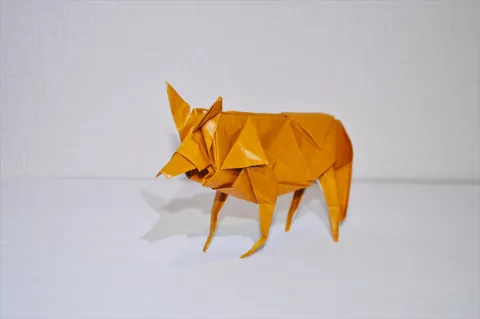 Coyote