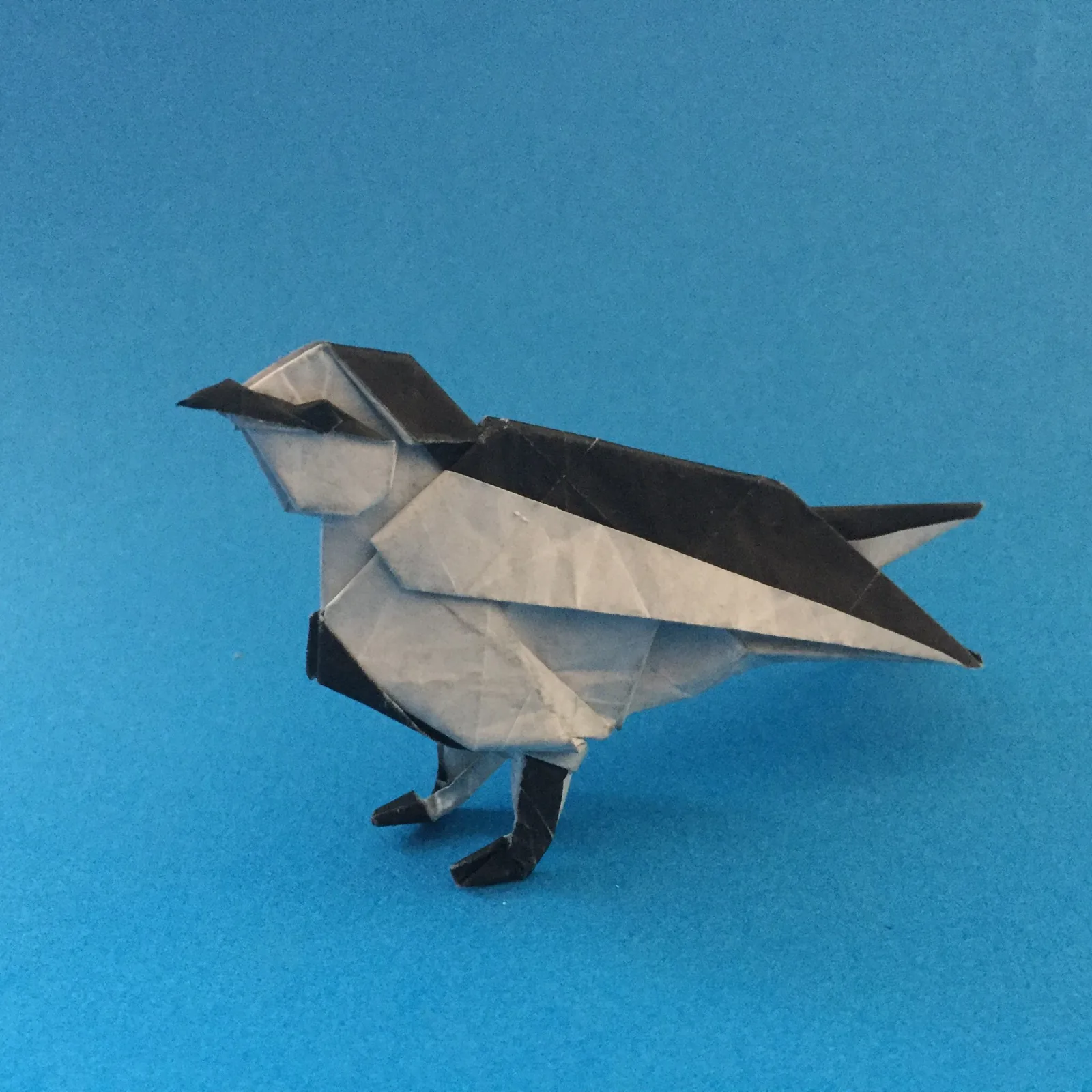 Black-backed wagtail (bird)