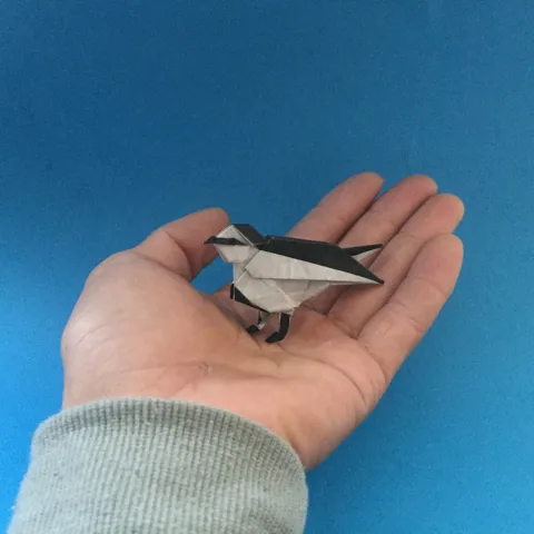 Black-backed wagtail (bird)