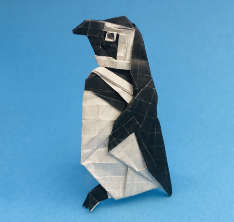 Cape Penguin
