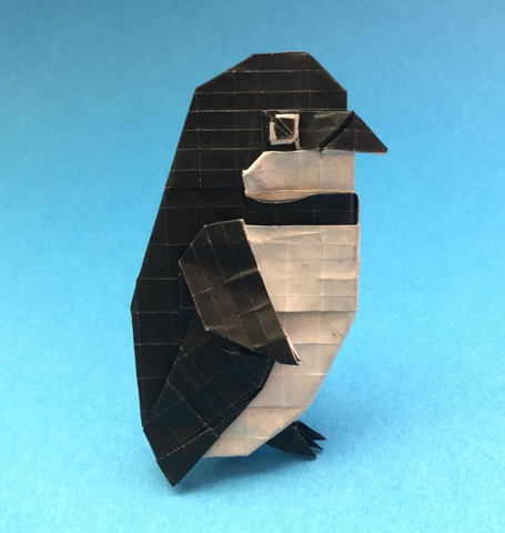 Cape Penguin Chick