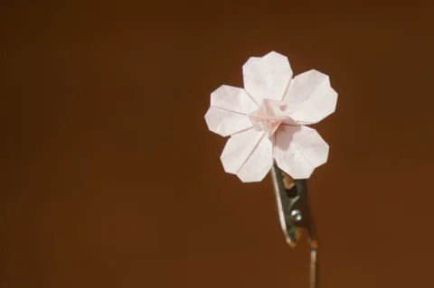 Cherry Blossom