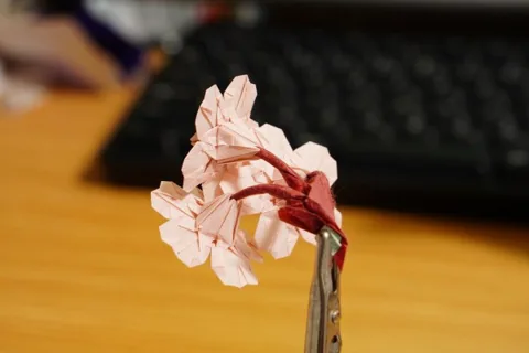 Cherry Blossom