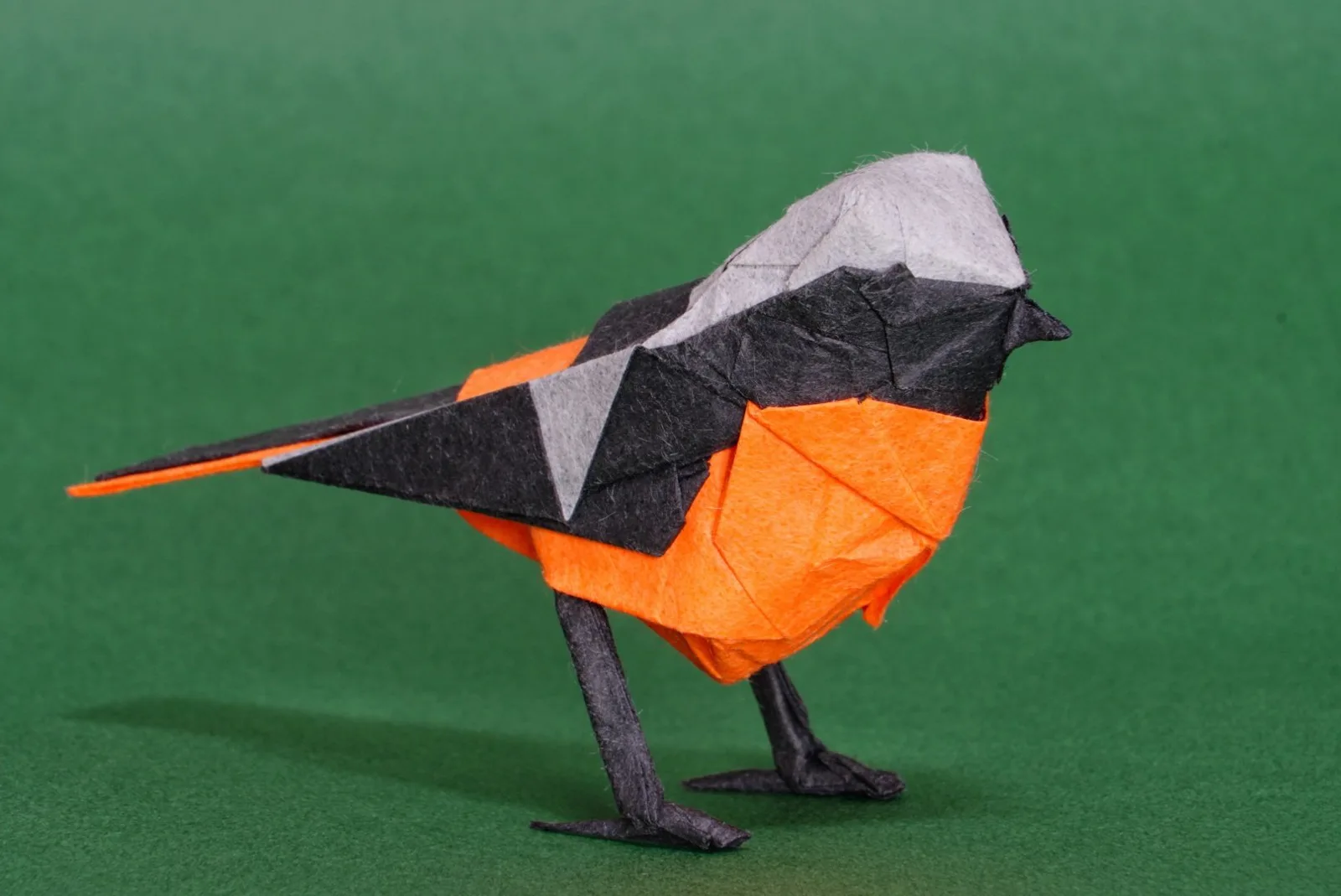 Daurian Redstart