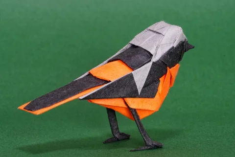 Daurian Redstart
