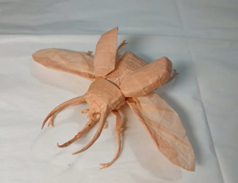 Flying caucasus beetle／atlas beetle