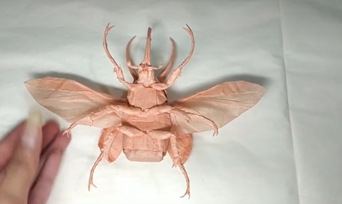Flying caucasus beetle／atlas beetle